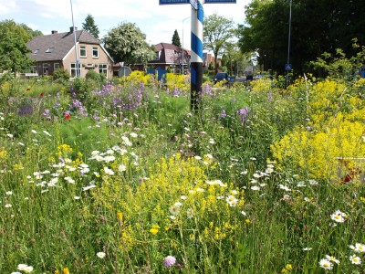 Vlinderrotonde - Mix van vaste planten en inzaai van bloemenmengsel